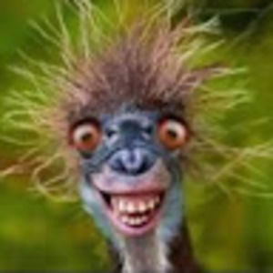 Meet your Posher, Dee
